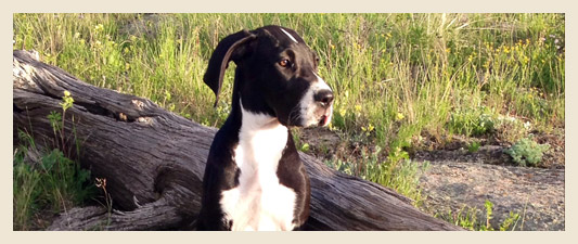 Chappelle Small Animal Hospital: Fort Collins Vet Services